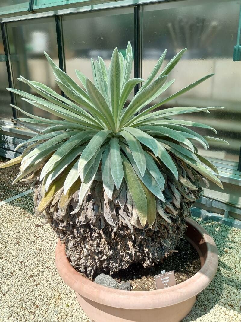 Espeletia schultzii habit