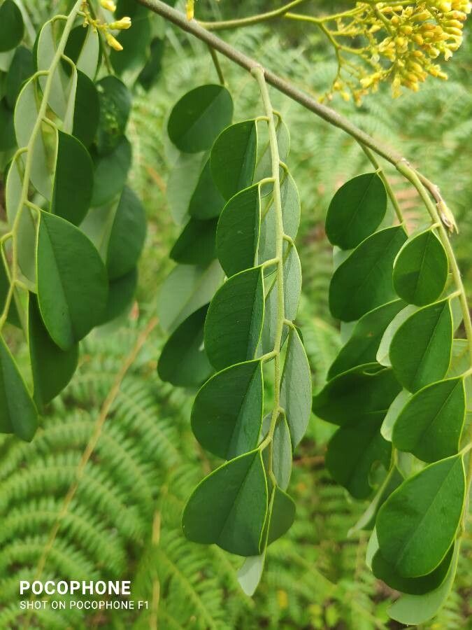 Dalbergia frutescens — houseplant care guide