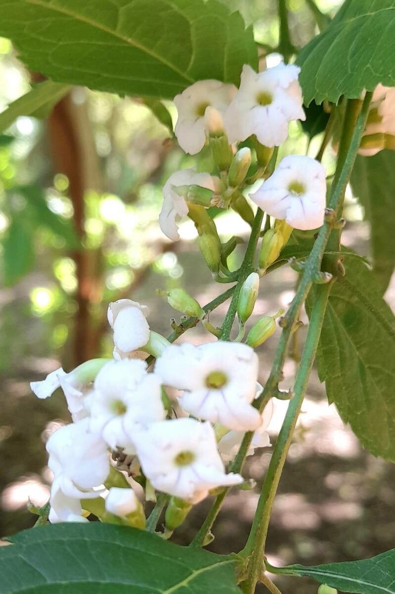 Citharexylum joergensenii flower