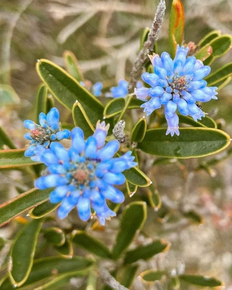 Conospermum nervosum — search result for 'Proteaceae'