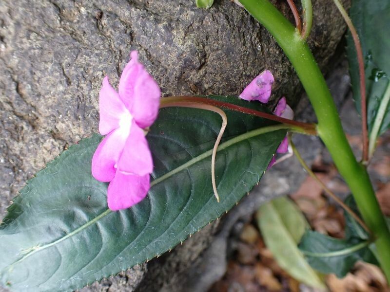 Impatiens irvingii flower