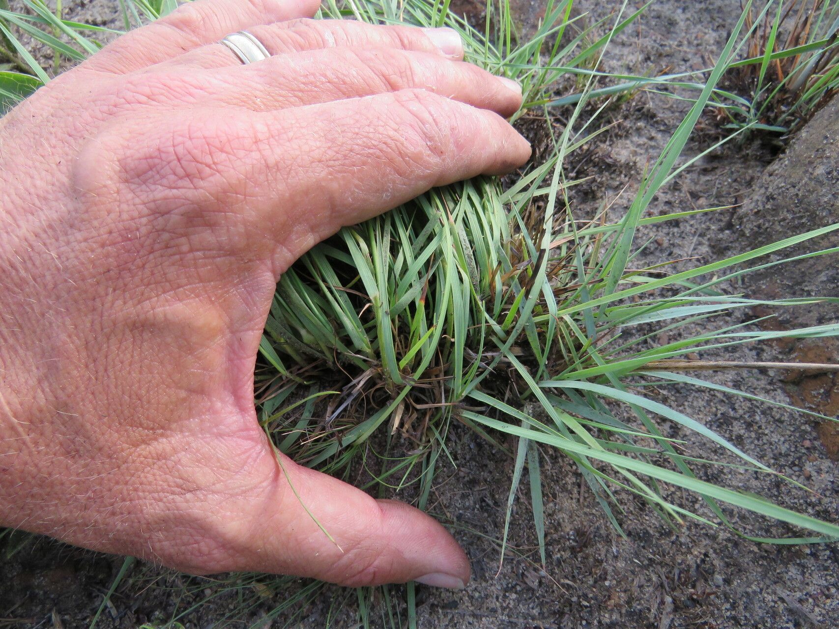 Digitaria monodactyla habit