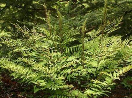 Osmunda lancea habit