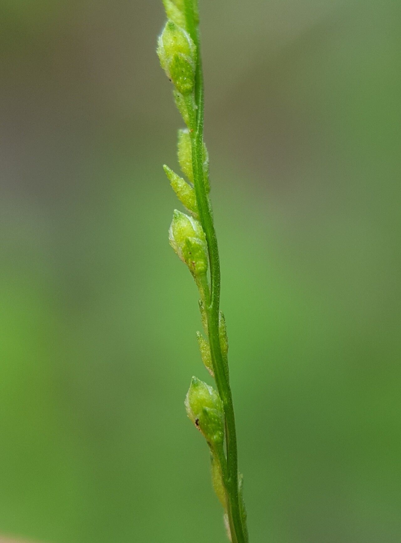 Acroceras elegans fruit