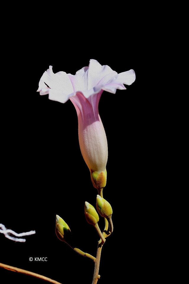 Stictocardia mojangensis — related species from the same genus