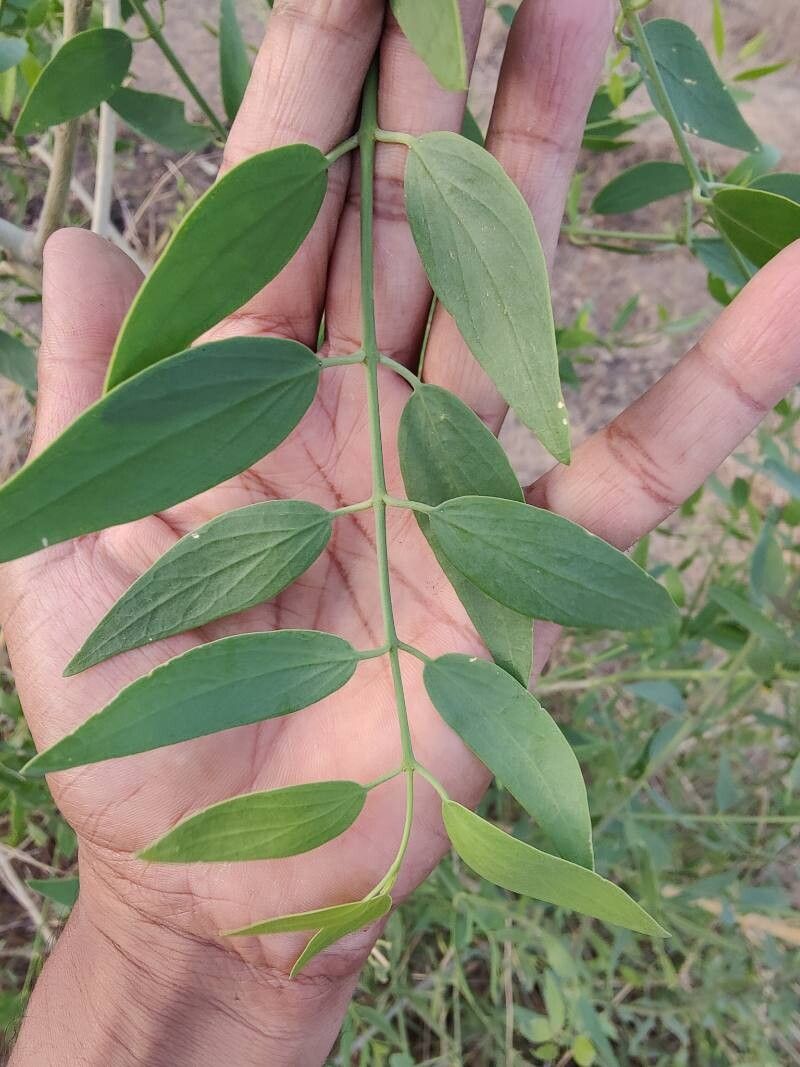 Salvadora oleoides leaf
