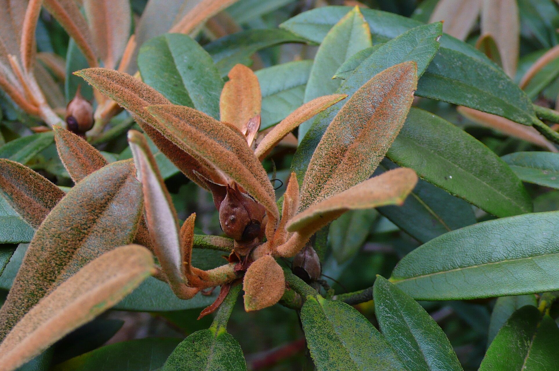 Rhododendron elegantulum leaf