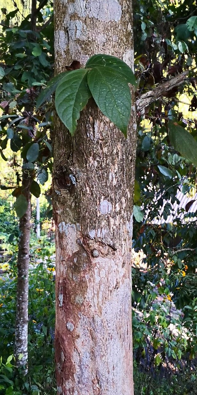 Lagerstroemia tomentosa bark