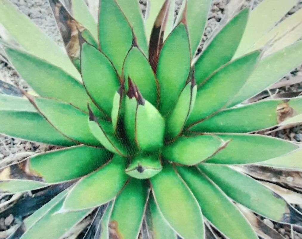 Agave pelona habit