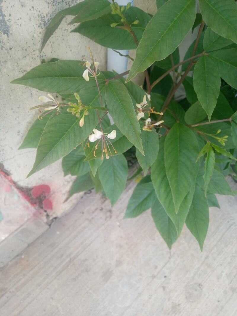 Cleome serrata — search result for 'Cleome'