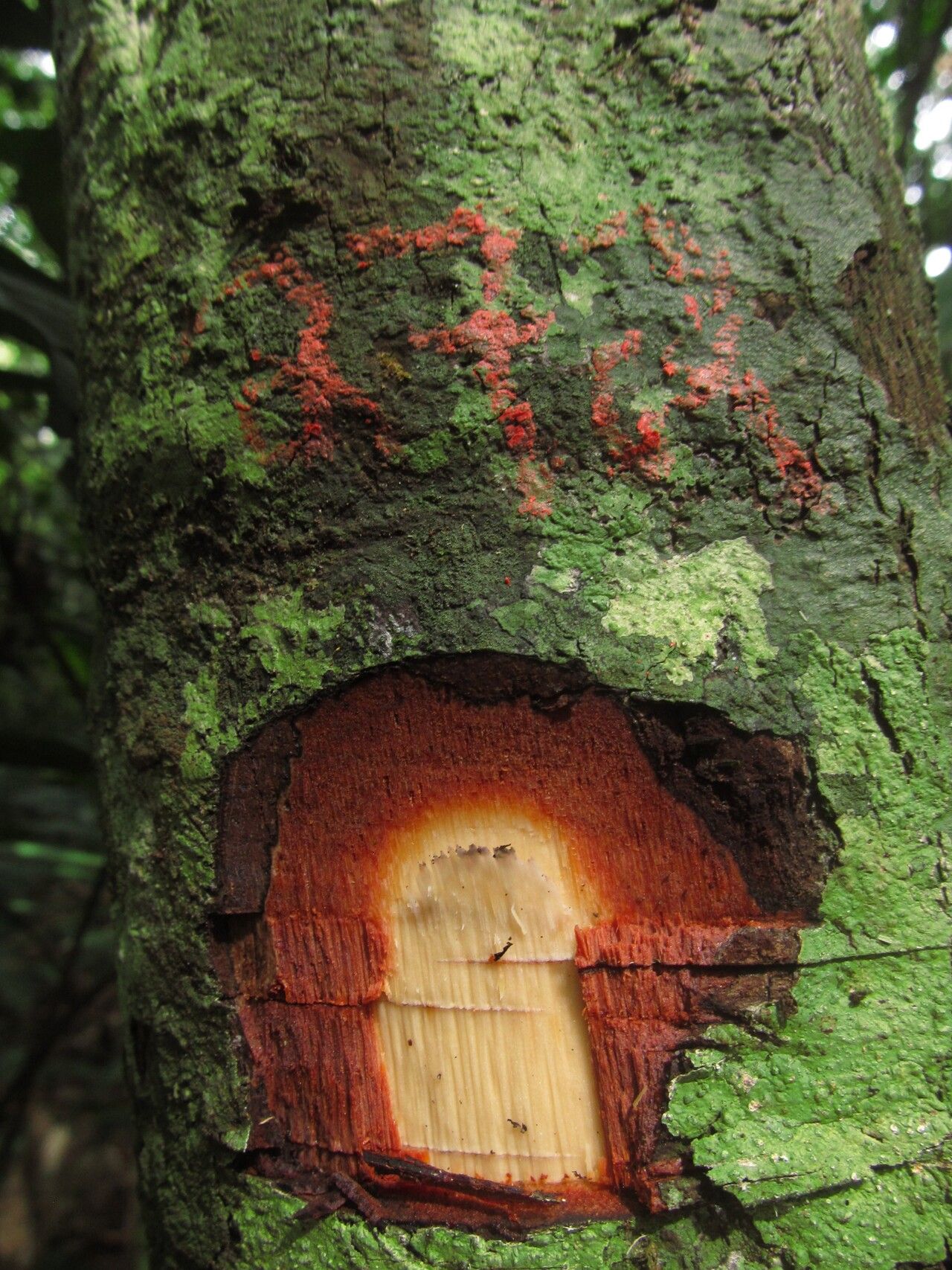 Diospyros rubicunda — houseplant care guide