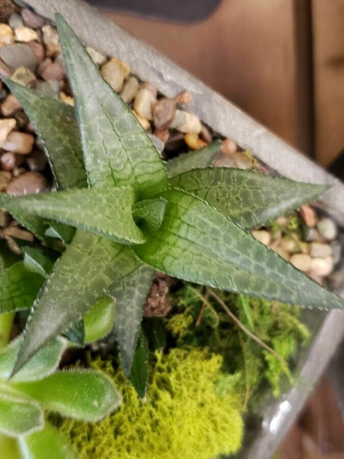 Haworthiopsis venosa — search result for 'Haworthiopsis'