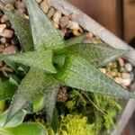 Haworthiopsis venosa