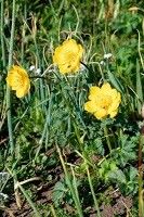 Trollius dschungaricus habit