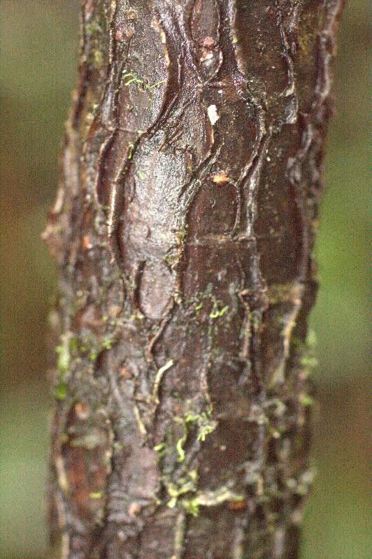 Hymenolobium flavum bark