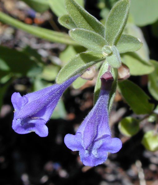 Scutellaria antirrhinoides flower