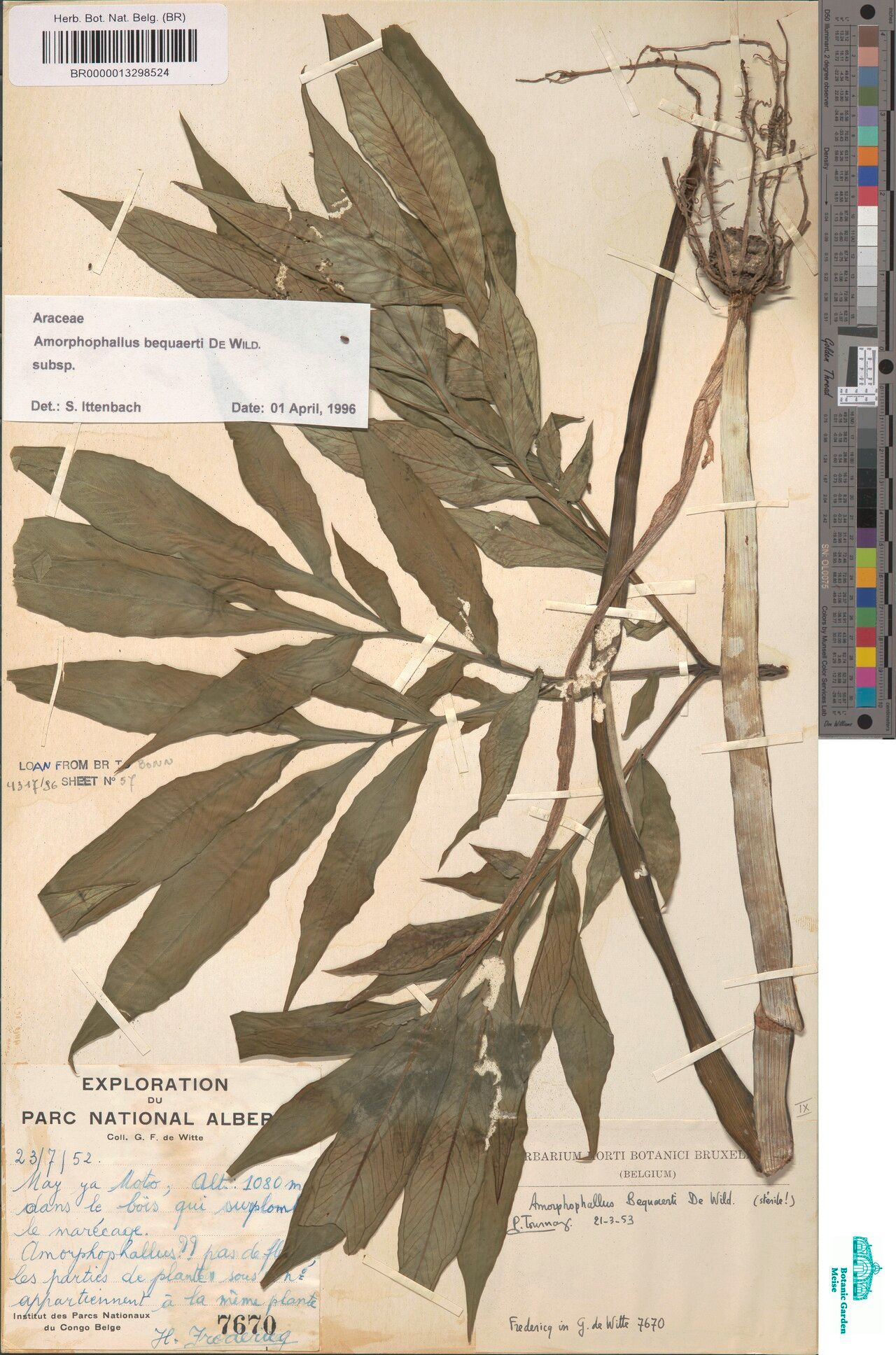 Amorphophallus bequaertii — houseplant care guide