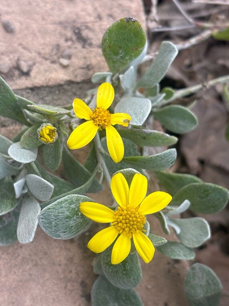 Osteospermum incanum flower