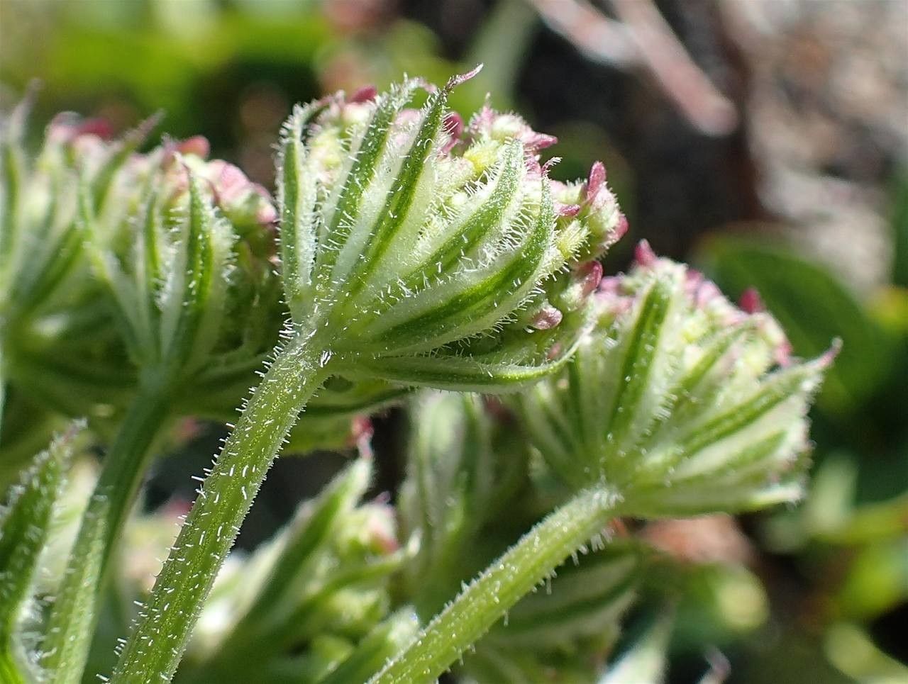 Laserpitium halleri fruit