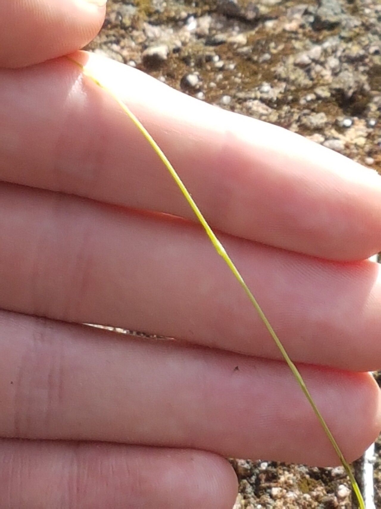 Burmannia capitata habit