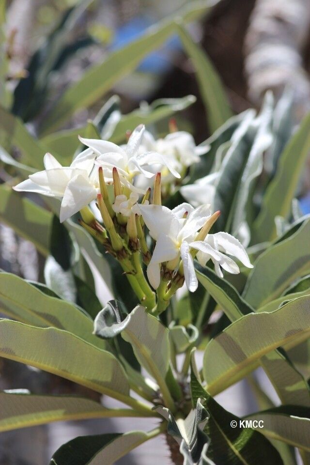 Pachypodium mikea — search result for 'Pachypodium'