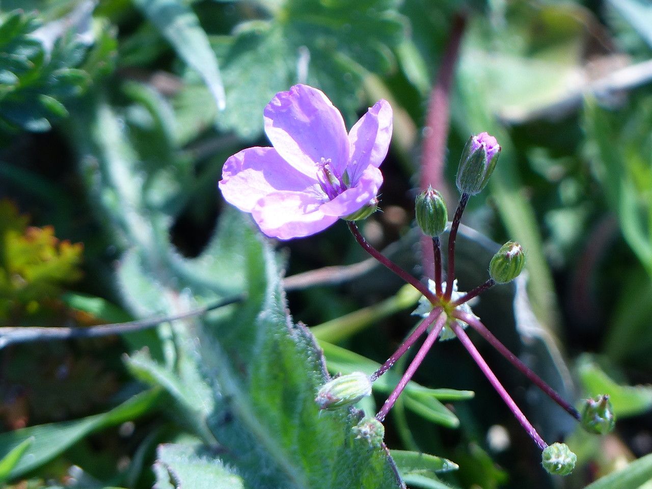 Erodium acaule flower