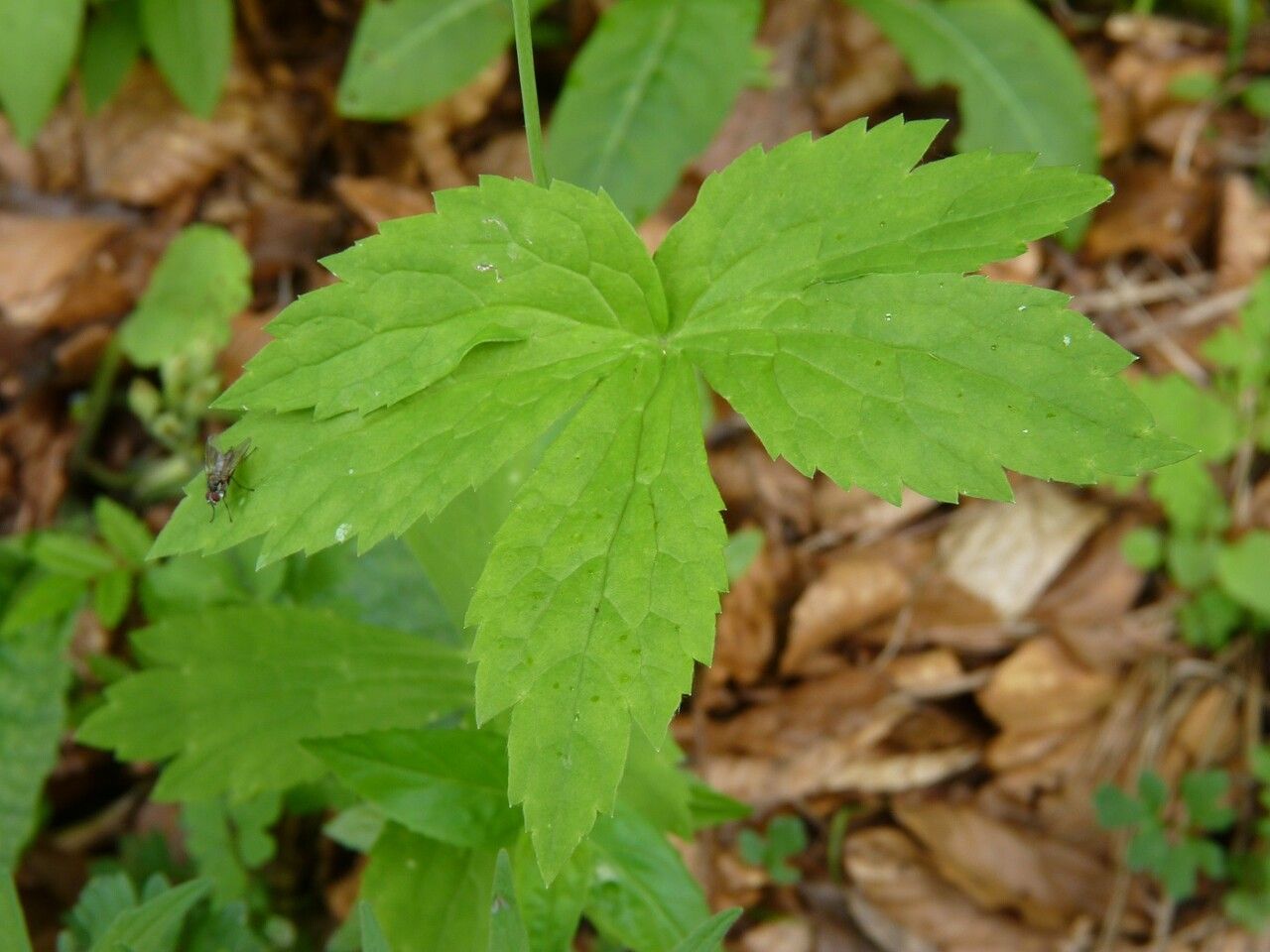 Ranunculus platanifolius leaf