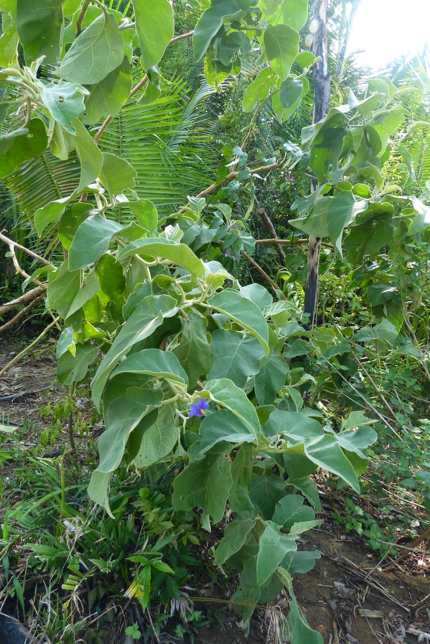 Solanum wrightii — search result for 'Solanum'