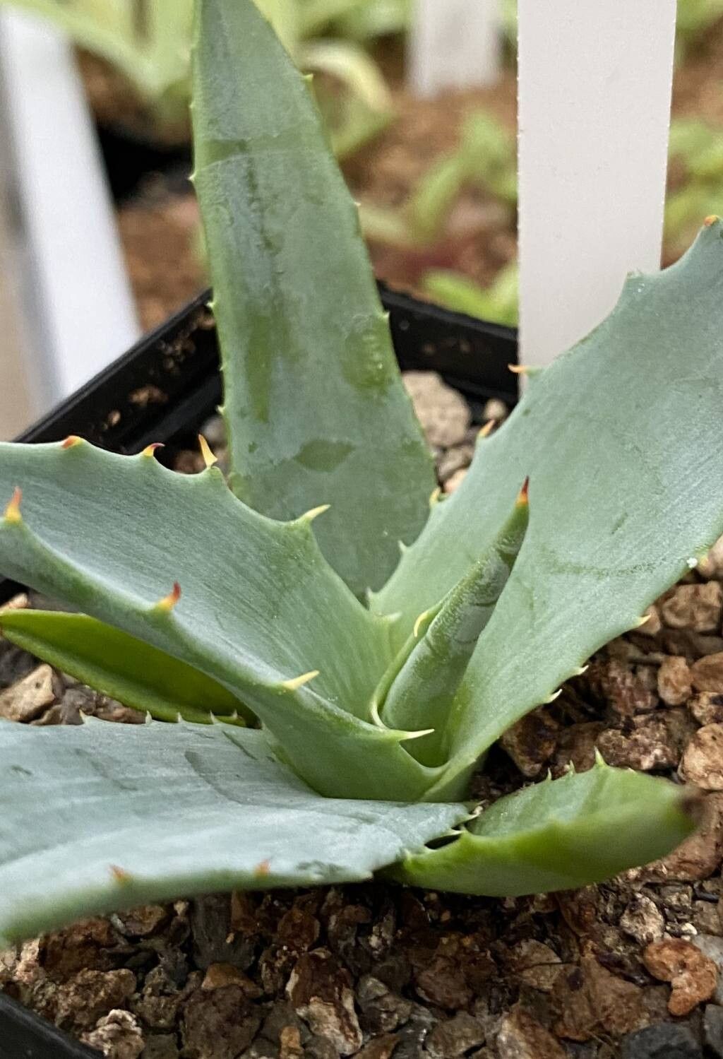 Agave subsimplex — houseplant care guide
