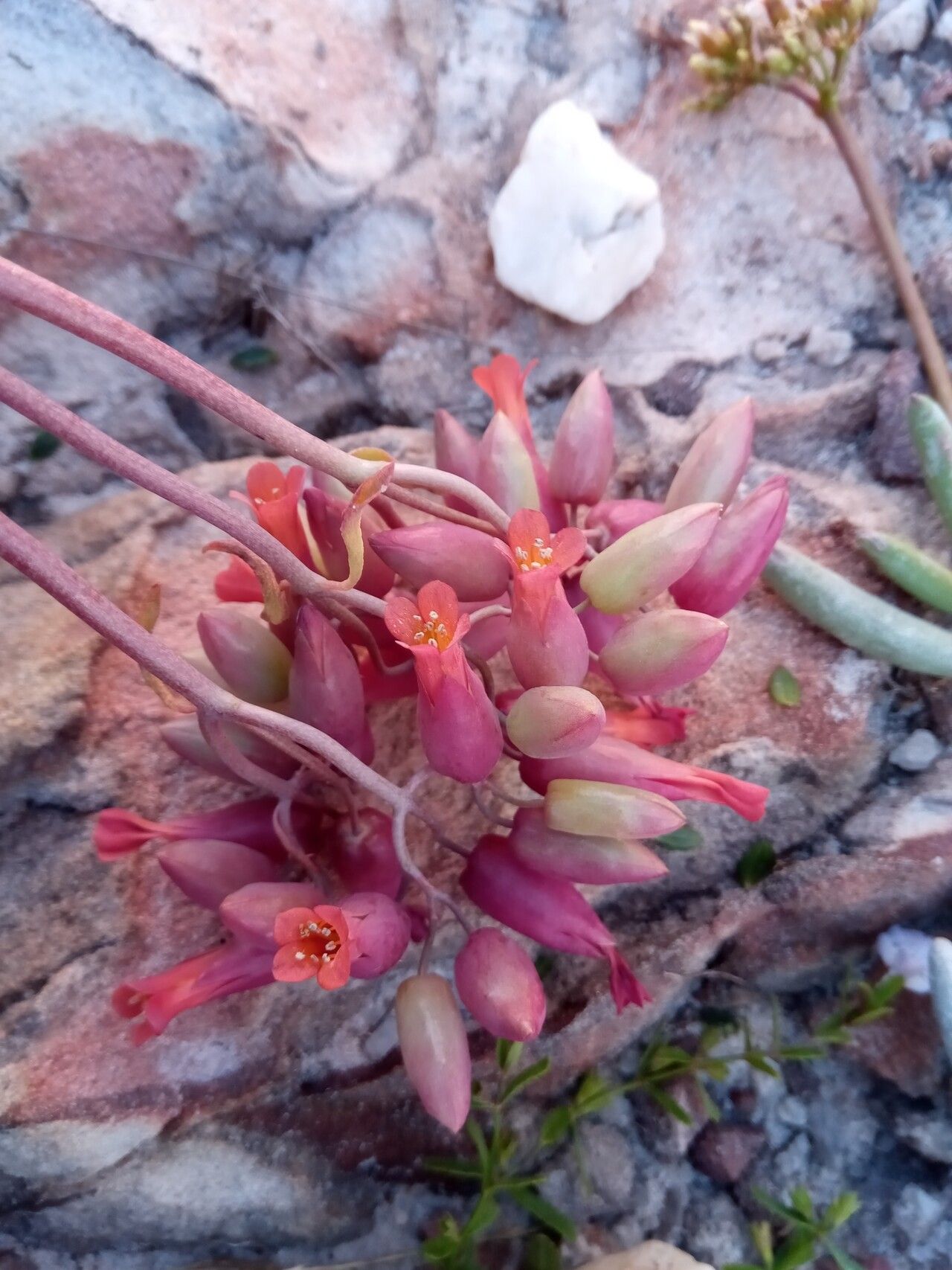 Kalanchoe waldheimii — houseplant care guide