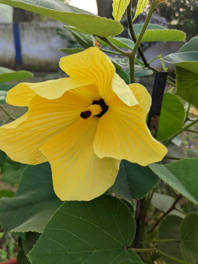Hibiscus tilliaceus flower
