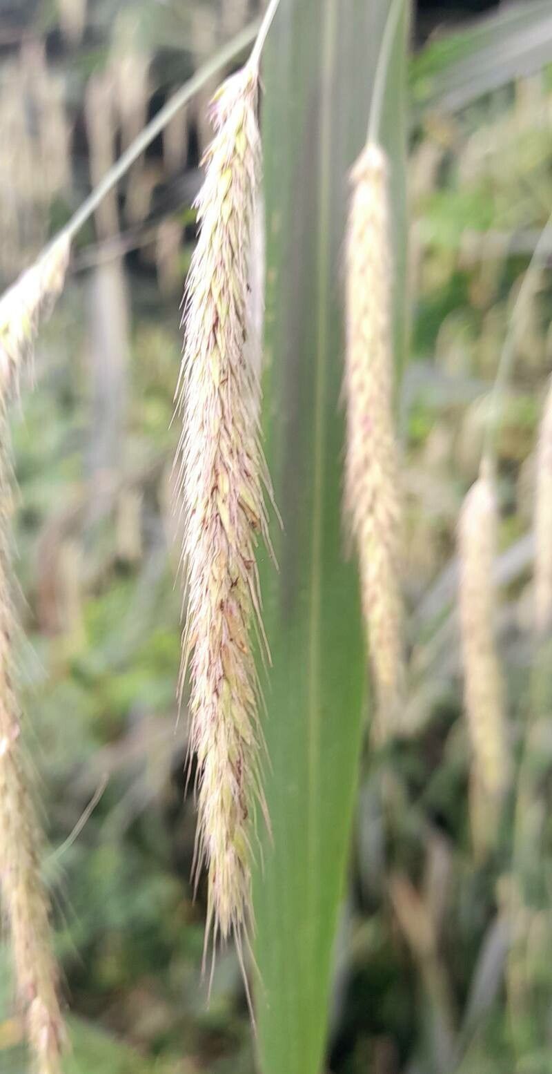 Cenchrus latifolius flower