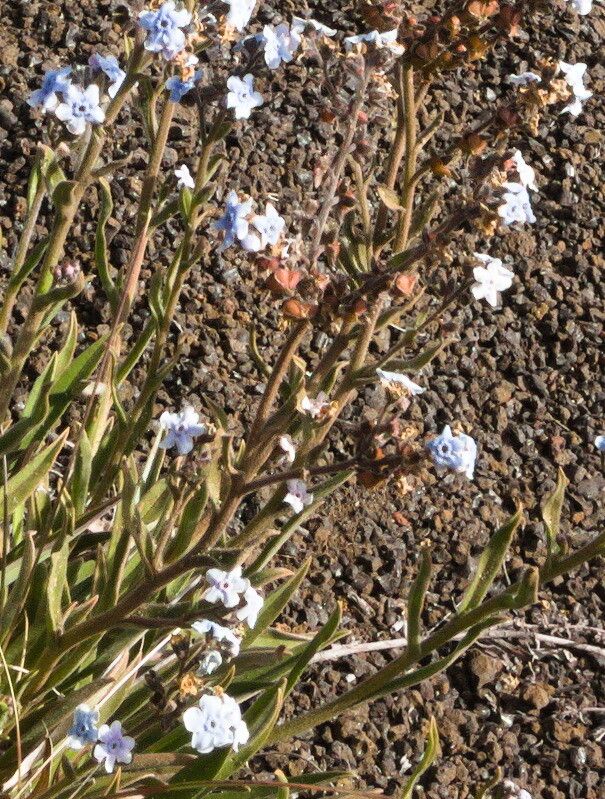 Cynoglossum borbonicum flower