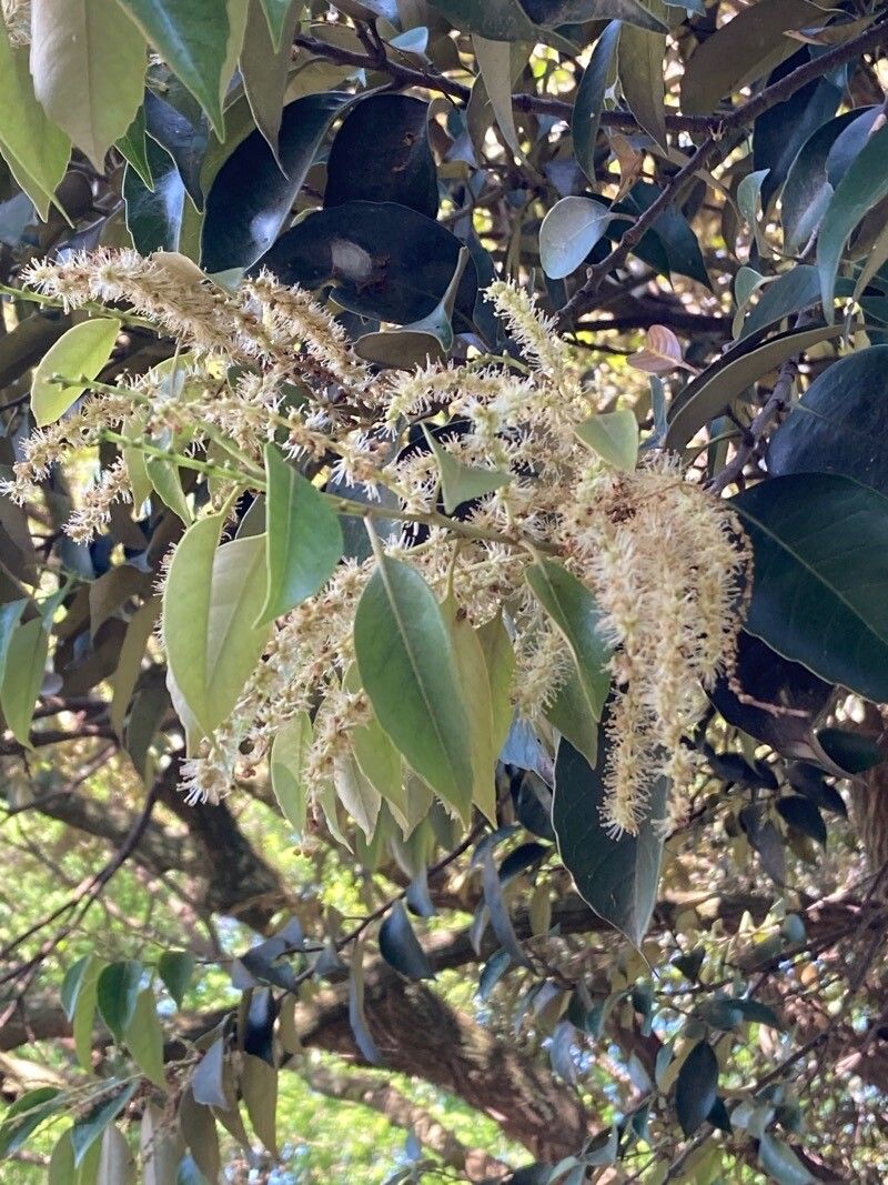 Castanopsis sieboldii flower