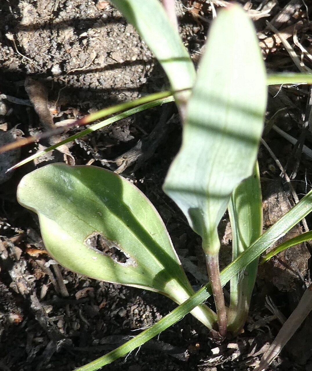 Ranunculus amplexicaulis — houseplant care guide