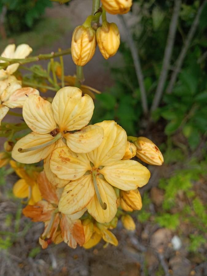 Senna hayesiana — search result for 'Senna'