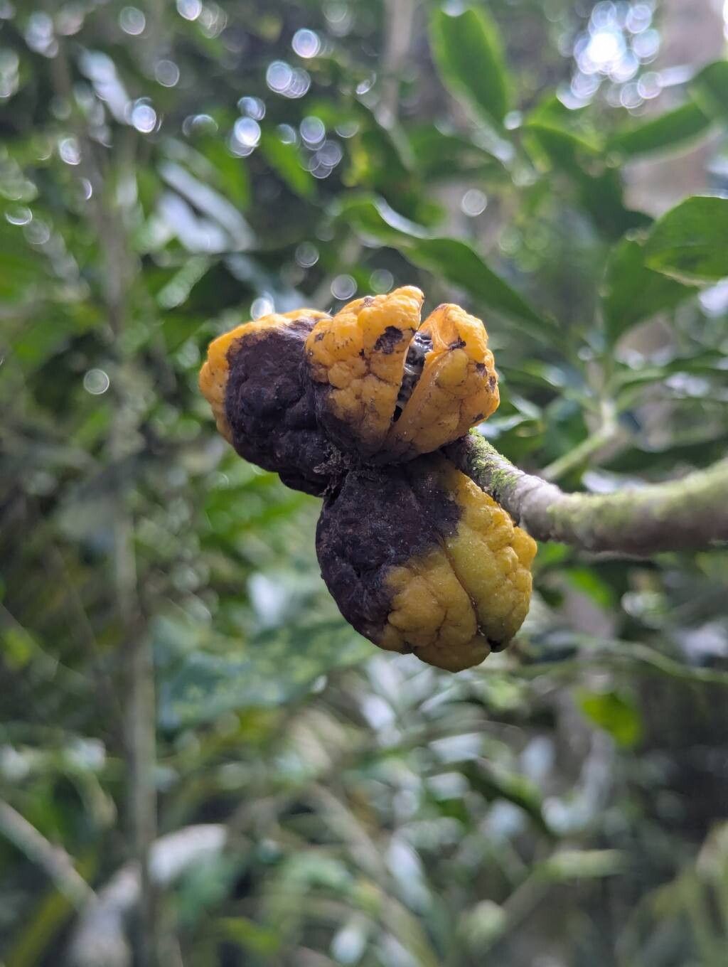Pittosporum obovatum fruit