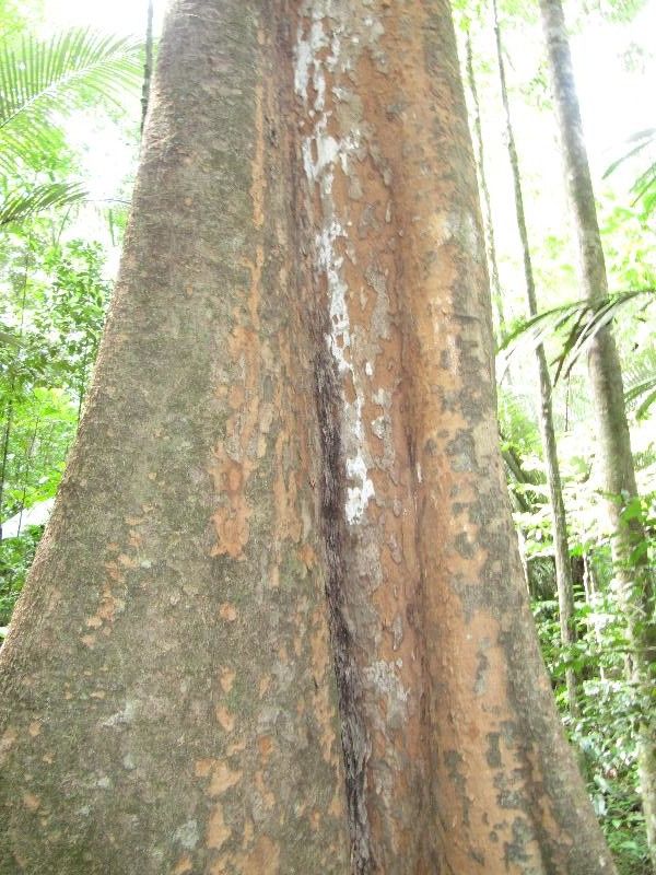 Pradosia cochlearia bark