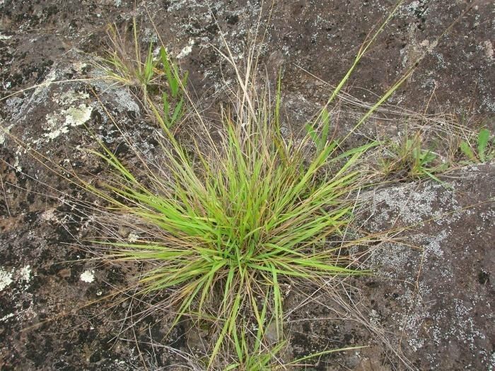 Eragrostis cumingii — search result for 'Eragrostis'