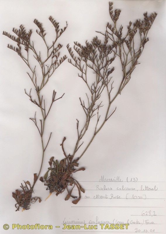 Limonium densissimum habit