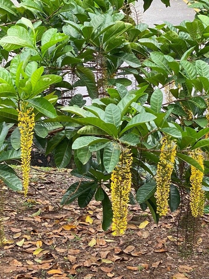 Lophanthera lactescens flower