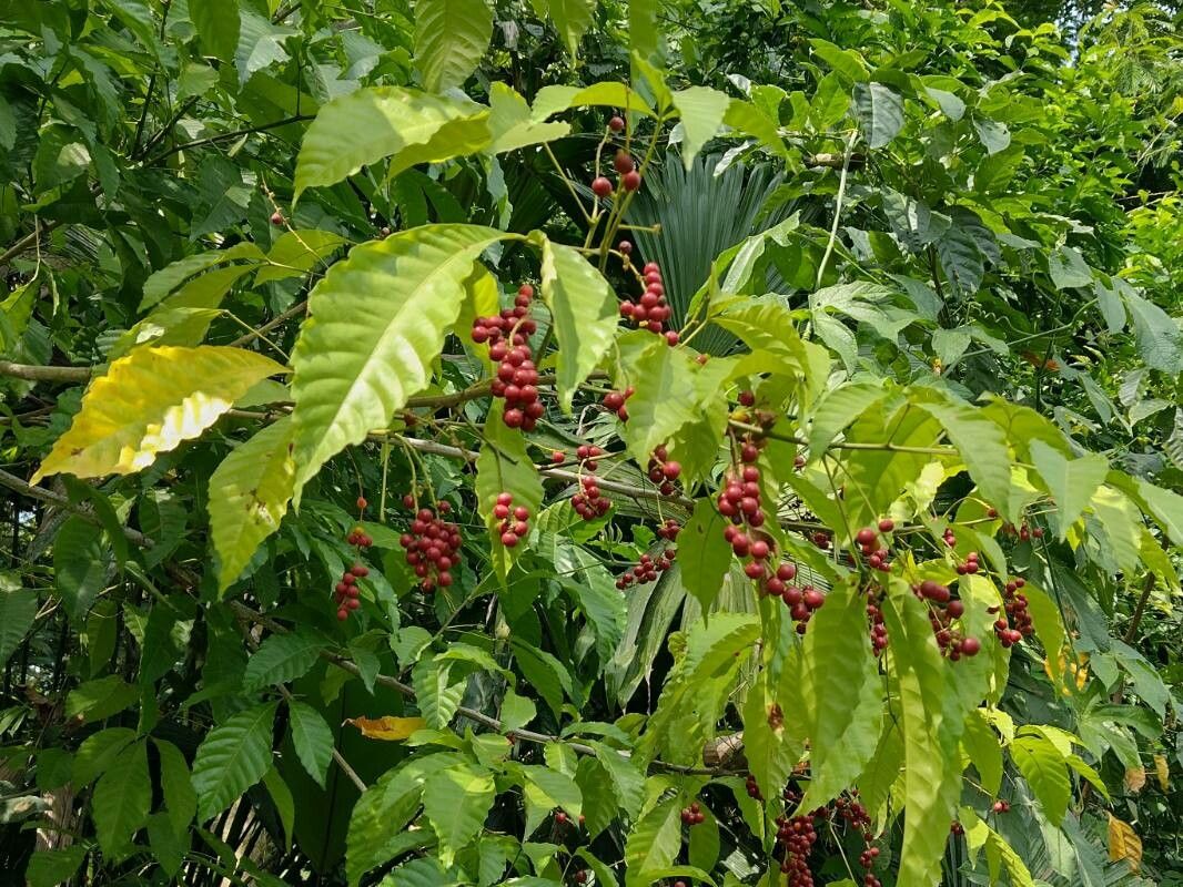 Allophylus psilospermus — houseplant care guide