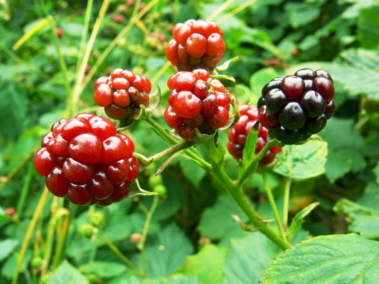 Rubus scissus fruit