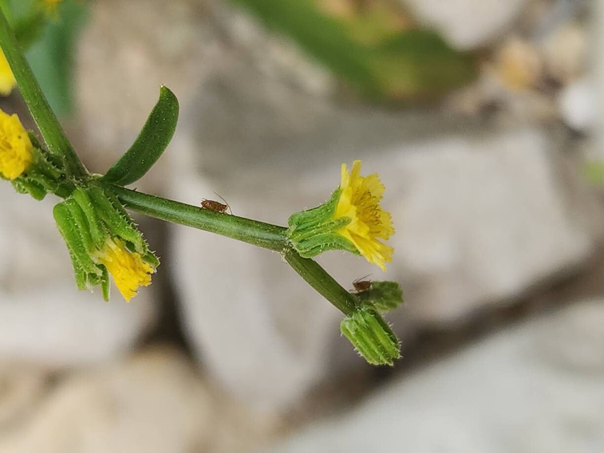 Garhadiolus hamosus flower