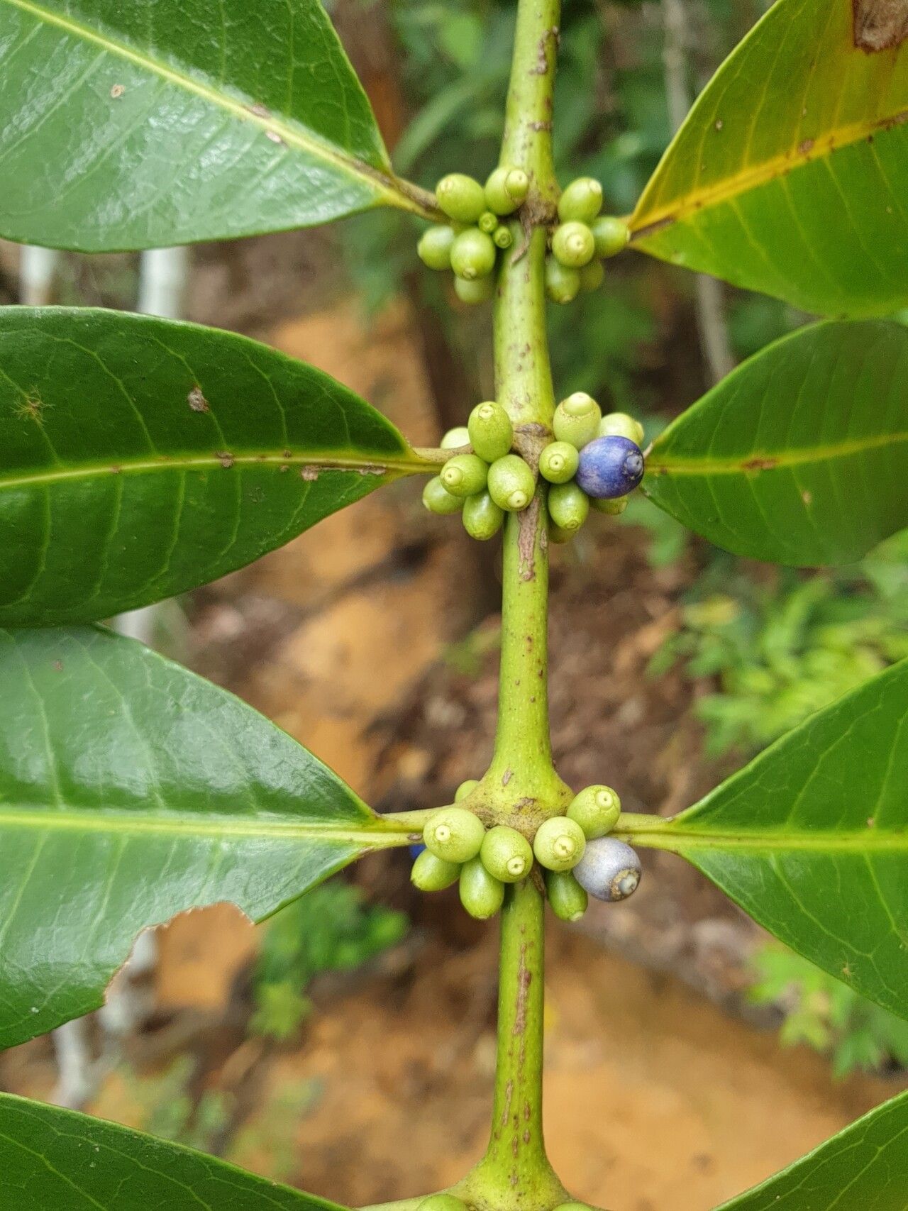 Saldinia longistipulata fruit