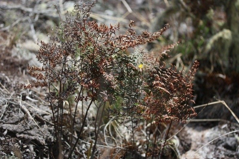 Pellaea quadripinnata habit