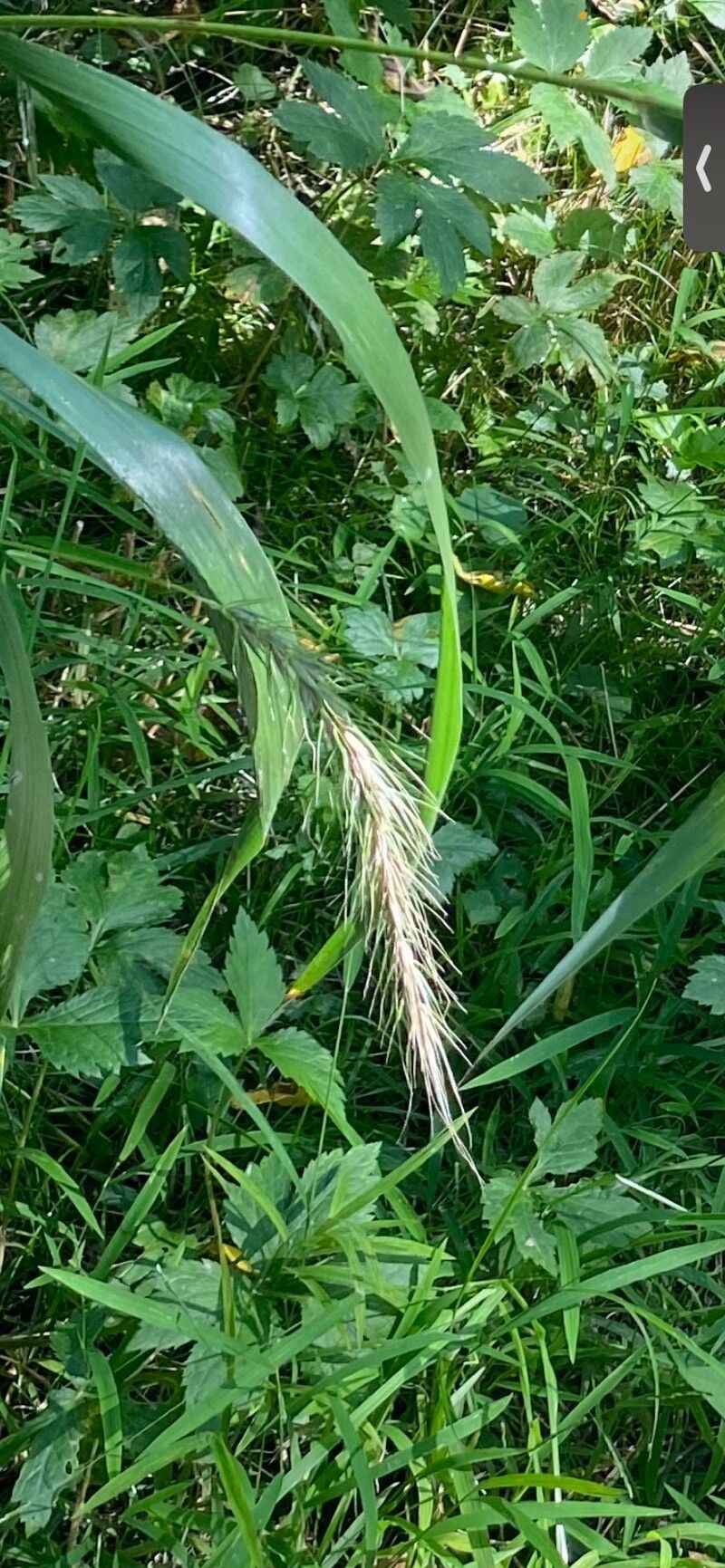 Elymus canadensis flower