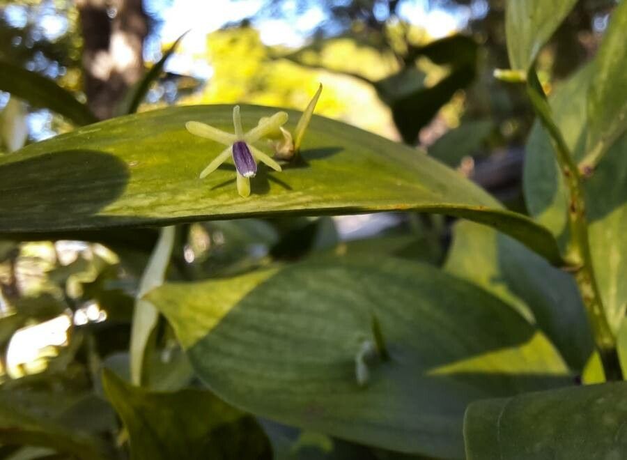 Ruscus hypophyllum flower