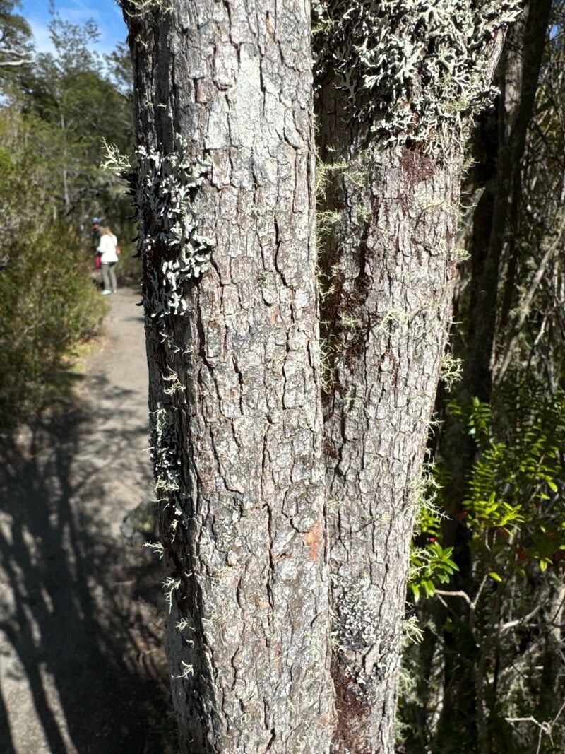 Metrosideros stipularis bark