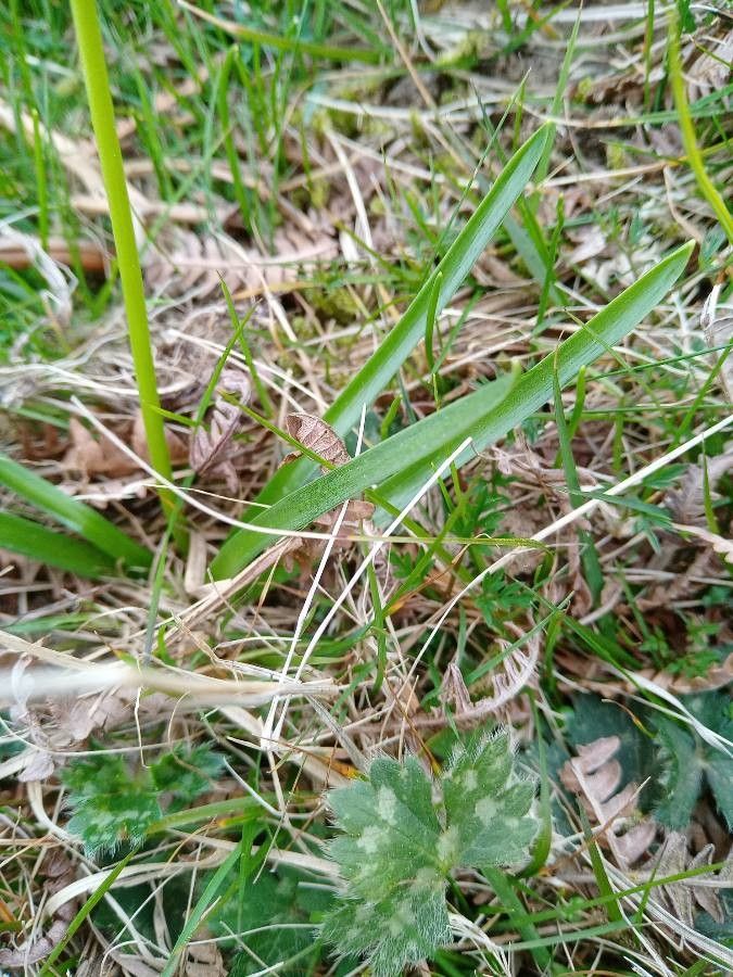 Tractema verna — related species from the same genus